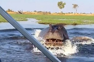 Βίντεο-σοκ: Εξαγριωμένος ιπποπόταμος καταδιώκει και επιτίθεται σε σκάφος γεμάτο τρομοκρατημένους τουρίστες